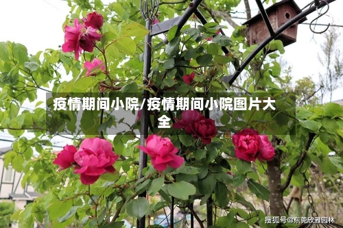 疫情期间小院/疫情期间小院图片大全-第2张图片