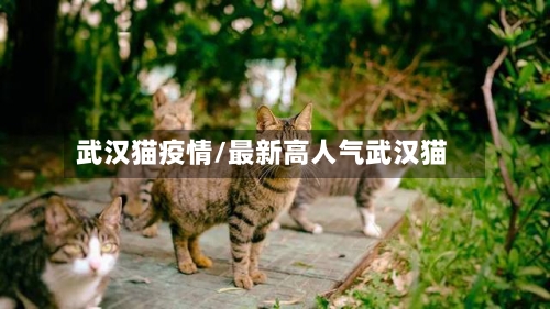 武汉猫疫情/最新高人气武汉猫