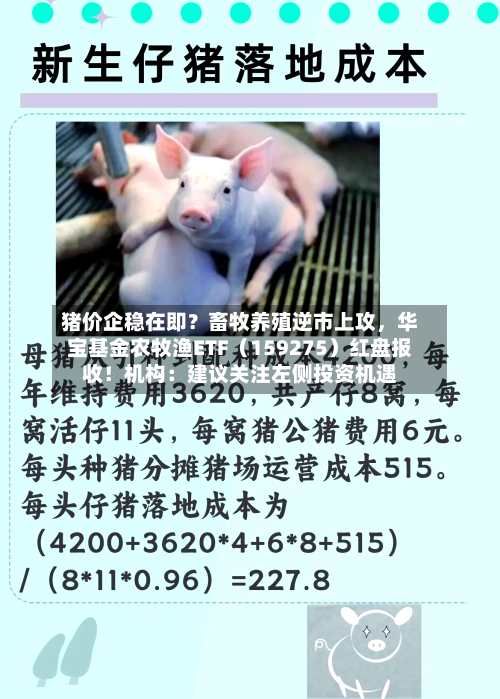 猪价企稳在即？畜牧养殖逆市上攻，华宝基金农牧渔ETF（159275）红盘报收！机构：建议关注左侧投资机遇-第2张图片