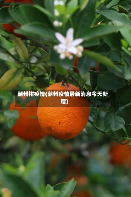 潮州柑疫情(潮州疫情最新消息今天新增)