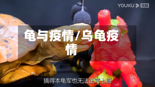 龟与疫情/乌龟疫情