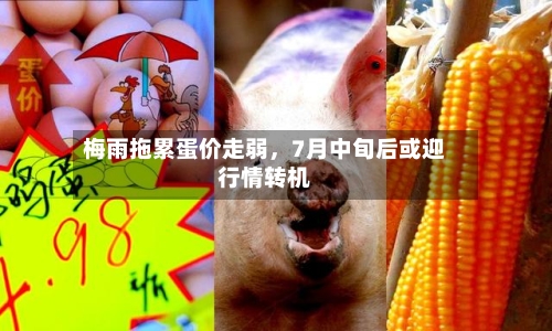 梅雨拖累蛋价走弱，7月中旬后或迎行情转机-第3张图片