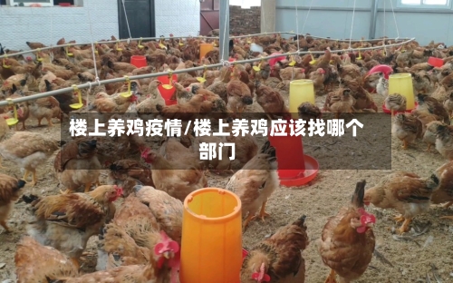 楼上养鸡疫情/楼上养鸡应该找哪个部门