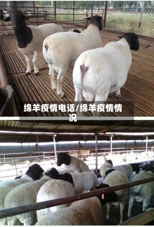 绵羊疫情电话/绵羊疫情情况-第2张图片