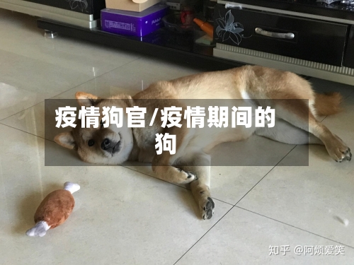 疫情狗官/疫情期间的狗