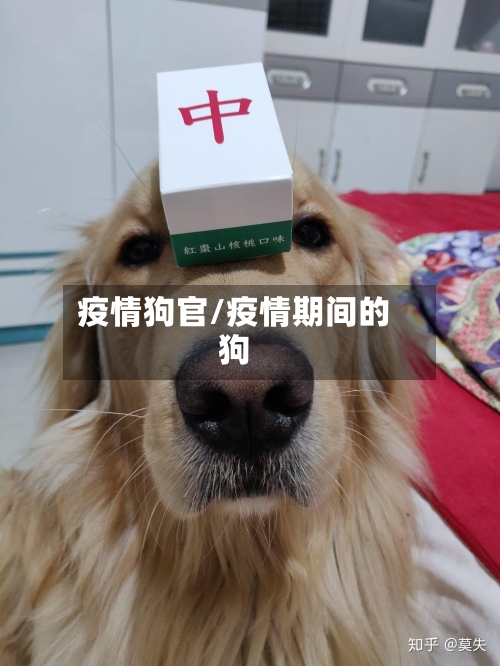 疫情狗官/疫情期间的狗-第3张图片