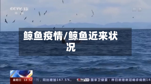 鲸鱼疫情/鲸鱼近来状况-第3张图片