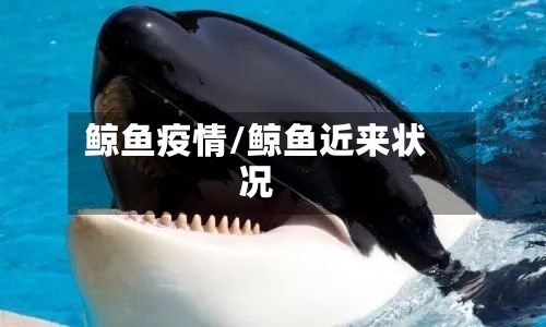 鲸鱼疫情/鲸鱼近来状况-第2张图片