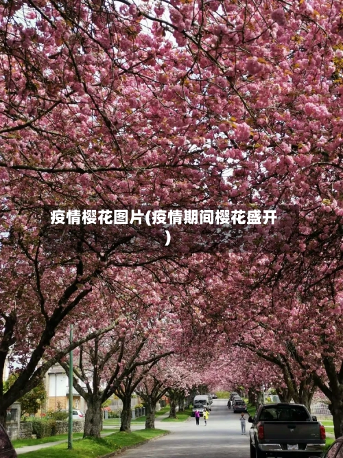 疫情樱花图片(疫情期间樱花盛开)-第2张图片