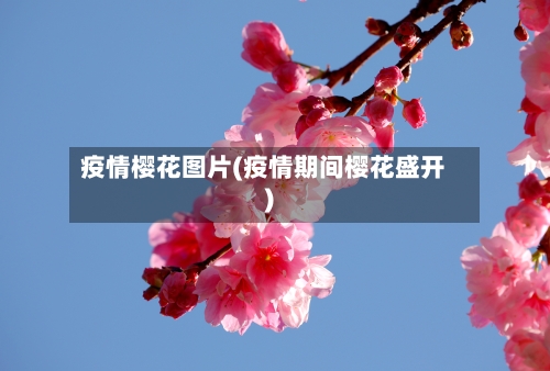 疫情樱花图片(疫情期间樱花盛开)