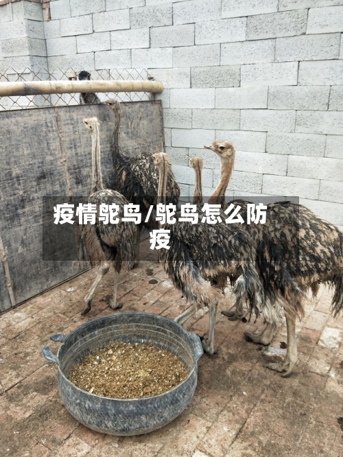 疫情鸵鸟/鸵鸟怎么防疫-第2张图片