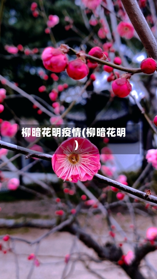 柳暗花明疫情(柳暗花明)-第2张图片