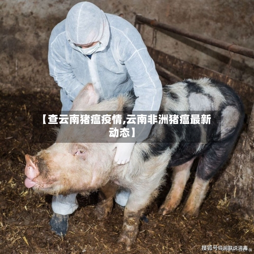 【查云南猪瘟疫情,云南非洲猪瘟最新动态】-第3张图片