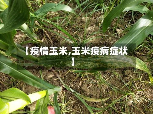 【疫情玉米,玉米疫病症状】-第2张图片