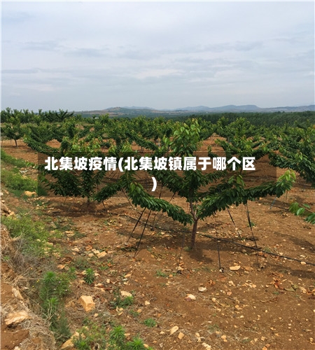 北集坡疫情(北集坡镇属于哪个区)
