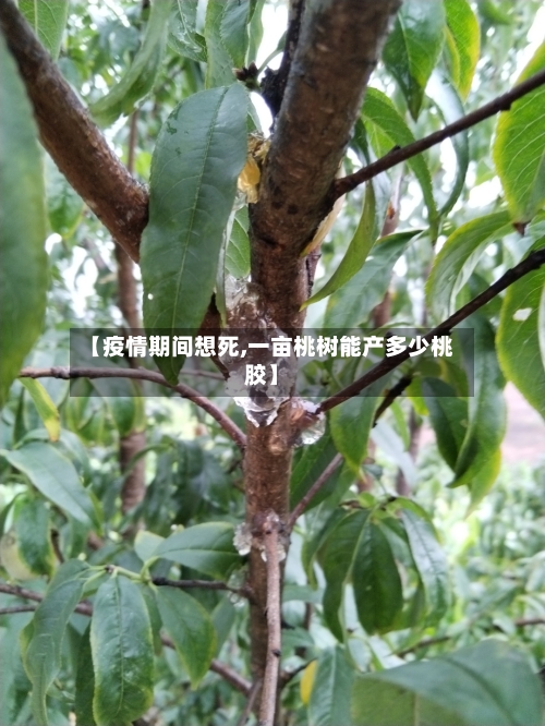 【疫情期间想死,一亩桃树能产多少桃胶】-第2张图片
