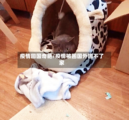 疫情回国奇葩/疫情被困国外回不了家
