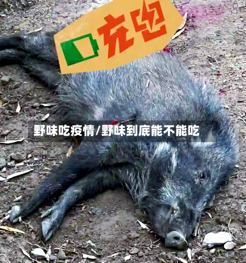 野味吃疫情/野味到底能不能吃