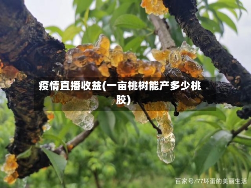 疫情直播收益(一亩桃树能产多少桃胶)-第2张图片