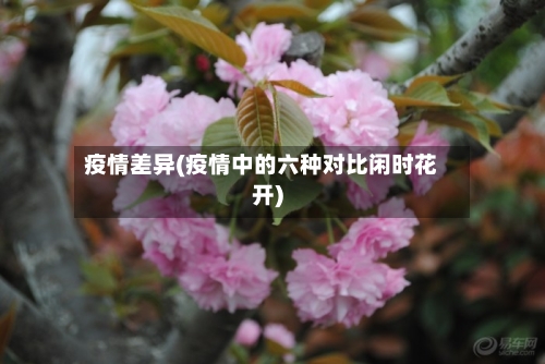 疫情差异(疫情中的六种对比闲时花开)-第3张图片