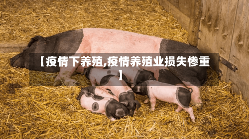 【疫情下养殖,疫情养殖业损失惨重】-第2张图片
