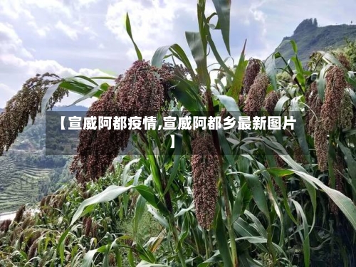【宣威阿都疫情,宣威阿都乡最新图片】-第2张图片