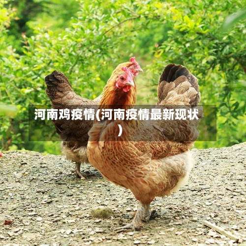 河南鸡疫情(河南疫情最新现状)