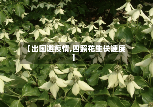 【出国避疫情,四照花生长速度】