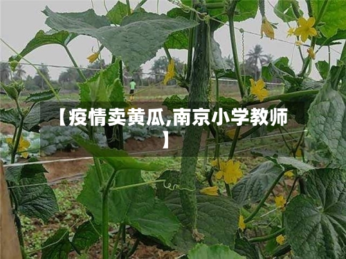 【疫情卖黄瓜,南京小学教师】-第2张图片