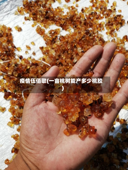 疫情伍佰歌(一亩桃树能产多少桃胶)