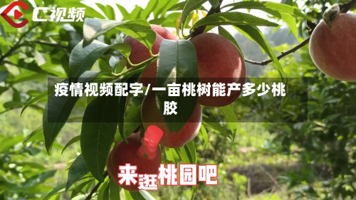 疫情视频配字/一亩桃树能产多少桃胶-第3张图片