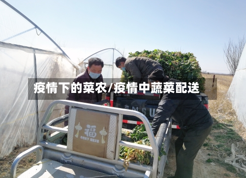 疫情下的菜农/疫情中蔬菜配送-第2张图片