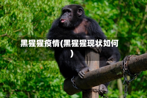 黑猩猩疫情(黑猩猩现状如何)-第3张图片