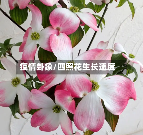 疫情卦象/四照花生长速度-第3张图片